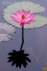pink-water-lily-flower-in-bloom-close-up-101890814-thumbnail