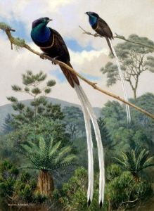 Chim Astrapia với cái đuôi dài như 2 dải ruy-băng.