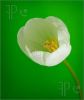 white-tulip-674735-thumbnail