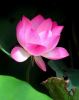 pink-lotus-kinhviengiacgianggiai-thumbnail