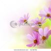 beautiful-flowers-border-floral-design-over-white-thumbnail
