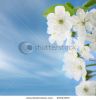 cherry-flowers-on-blue-skies-45043363-thumbnail