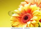 daisy-flowers-close-up-over-yellow-background-27601744-thumbnail
