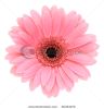 pink-gerber-isolated-on-white-background-26343272-thumbnail