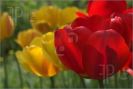 tulip-on-the-field-thumbnail