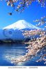 beautiful-cherry-blossoms-with-mount-fuji-japan-52161691-thumbnail
