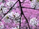 cherry-blossom-1600x1200-thumbnail