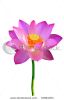 red-lotus-flower-in-blossom-thumbnail
