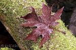 fall-leaf-picture-t1123-content