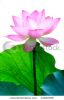 pink-lotus-flower-against-foliage-in-isolation-31620358-thumbnail