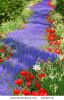 flower-bed-with-blue-and-red-flowers-24426775-thumbnail