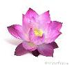 pink-lotus-flower-thumb10958547-thumbnail
