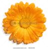orange-flower-with-water-drops-isolated-on-white-thumbnail