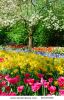 colorful-springflowers-and-blossom-in-dutch-spring-garden-keukenhof-in-holland-30375790-thumbnail