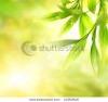 green-bamboo-leaves-over-abstract-blurred-background-thumbnail