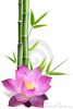 bamboo-and-lotus-flower-thumb15810513-thumbnail