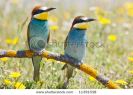 photo-of-couple-of-birds-a-over-spring-background-11391538-thumbnail