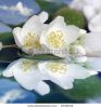 jasmin-flower-reflection-in-waters-8708143-thumbnail