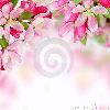 soft-spring-apple-flowers-background-thumbnail