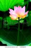 pink-lotus-flower-blossom-against-green-foliage-31858835-thumbnail