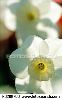 spring-daffodils-k0289703-thumbnail