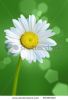 close-up-with-a-white-daisy-65395060-thumbnail