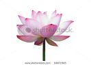 close-up-shot-of-a-pink-lotus-flower-isolated-54871945-thumbnail