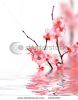 spring-blossoms-27011057-thumbnail