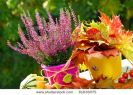 pot-of-pink-heather-flowers-and-colorful-leaves-in-autumn-garden-thumbnail
