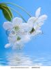blossoming-twig-of-cherry-tree-reflected-in-clear-water-48989419-thumbnail