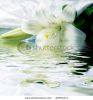 white-lily-reflected-in-the-water-thumbnail