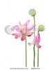 lotus-flower-and-seedpod-58459753-thumbnail