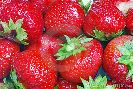 strawberry-background-thumb14603296-thumbnail