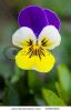 beautiful-garden-violet-vivid-macro-shot-30825484-thumbnail
