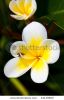 tropical-flower-44139820-thumbnail