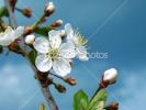 1092887-cherry-tree-blossom-thumbnail