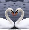 swans-heart-thumbnail