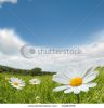 camomile-flowers-on-a-lovely-summers-day-15284359-thumbnail