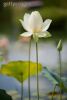 lotus-flower-90144104-thumbnail