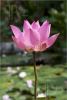 pink-lotus-flower-close-1558152-thumbnail