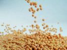 soybean-1-thumbnail
