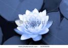 water-lily-in-blue-16369258-thumbnail