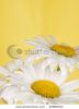 white-camomile-on-a-yellow-background-55886023-thumbnail