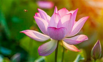 lotus-flower-1-768x463