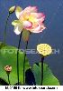 lotus-blossom-k0510649-thumbnail