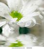 white-daisy-gerbera-with-soft-focus-reflected-in-the-water-thumbnail