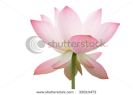 it-is-the-beautiful-lotus-flower-photo-32610472-thumbnail