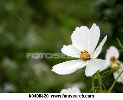 white-flower-k0488420-thumbnail