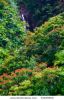 small-waterfall-in-the-jungle-of-big-island-hawaii-usa-33165952-thumbnail