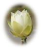 white-lotus-dsc06407-g1-thumbnail